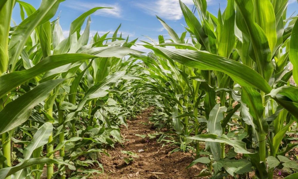 Safe Corn Starch Tableware