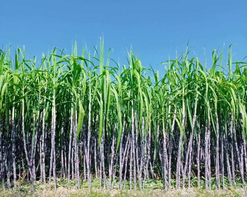 Food Packaging Trends